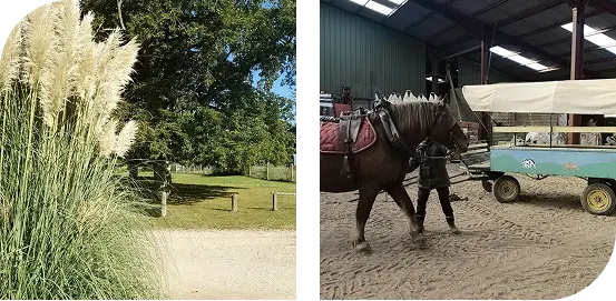 equestre